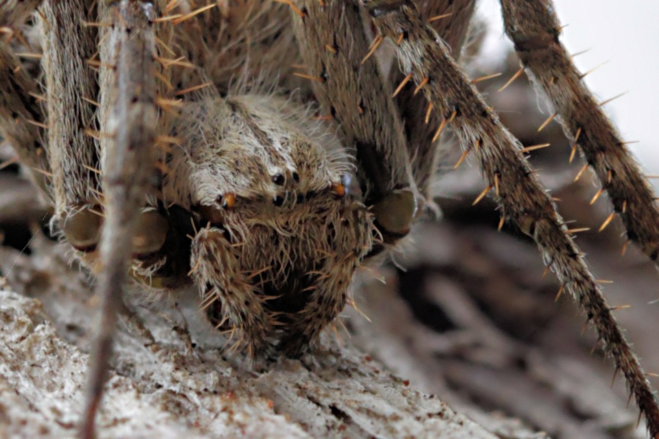 Knobbled Orbweaver Spider (Eriophora pustulosa)